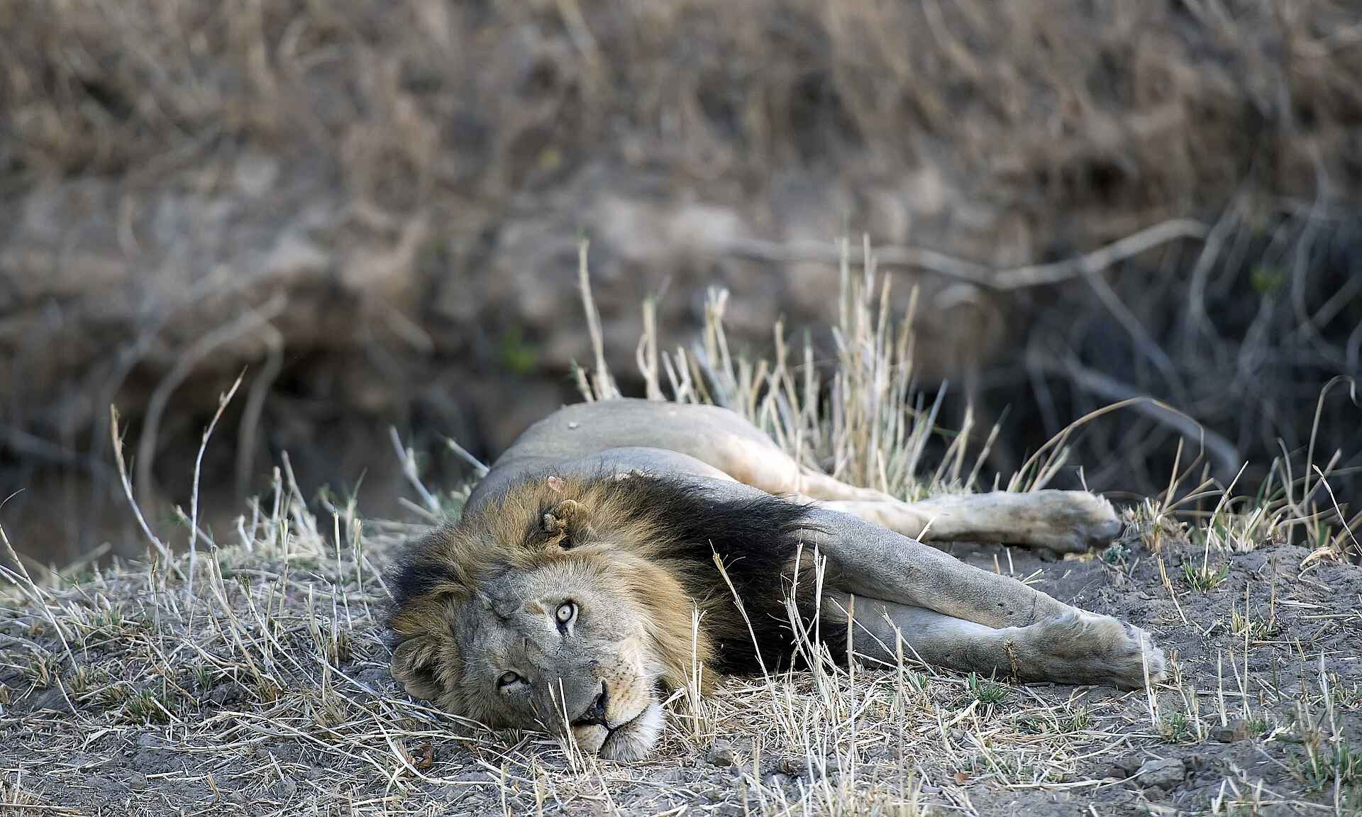 Musekese Camp: Ruhender Löwe Musekese Camp, Jeffery & McKeith Safaris, Phil Jeffery, Tyrone McKeith, Beobachtungsunterstand, Bird Watching, Busanga Plains, Chibemba Saltpan, Kafue National Park, Kafue River, Löwe, Lufupa Airstrip, Männlicher Löwe, Panthera leo, Vogelbeobachtung, Afrikarma, Afrikarma Safaris, Afrikarma.de