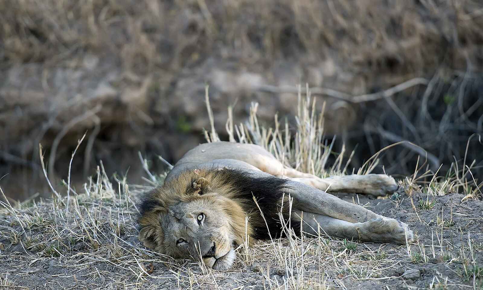 Musekese Camp: Ruhender Löwe Musekese Camp: Ruhender Löwe