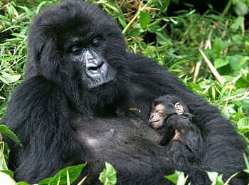 Mutanda Lake Resort: Gorillamutter mit Baby Mutanda Lake Resort: Gorillamutter mit Baby