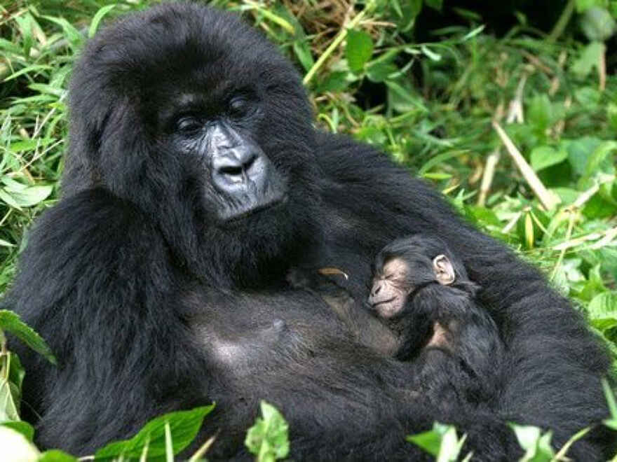 Mutanda Lake Resort: Gorillamutter mit Baby Mutanda Lake Resort: Gorillamutter mit Baby