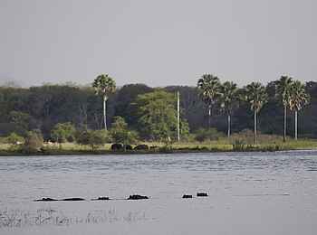 Mvuu Lodge: Der Shire River Mvuu Lodge: Der Shire River
