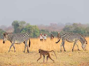 Puku Ridge Camp: Pavian und Zebra Begegnung bei einer Walking Safari Puku Ridge Camp: Pavian und Zebra Begegnung bei einer Walking Safari