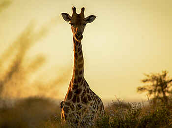 The Royal Madikwe: Giraffe