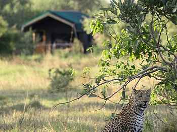 Sango Safari Camp: Leopard