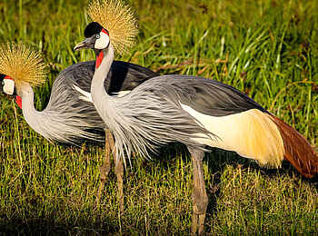 Sirikoi: Kronenkranich