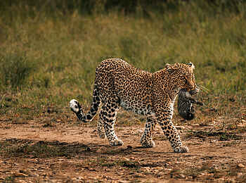 Soroi Private Wing Camp: Leopard mit Junges