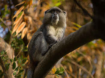 Thonga Beach Lodge: Diademmeerkatze Thonga Beach Lodge: Diademmeerkatze