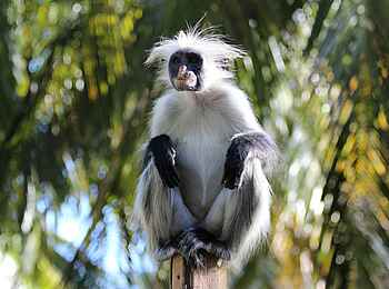 Zanzibar White Sand Luxury Villas: Sansibar-Stummelaffe Zanzibar White Sand Luxury Villas: Sansibar-Stummelaffe