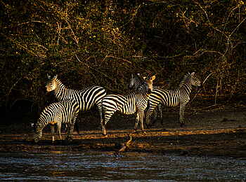 Kanga Expeditions: Zebra