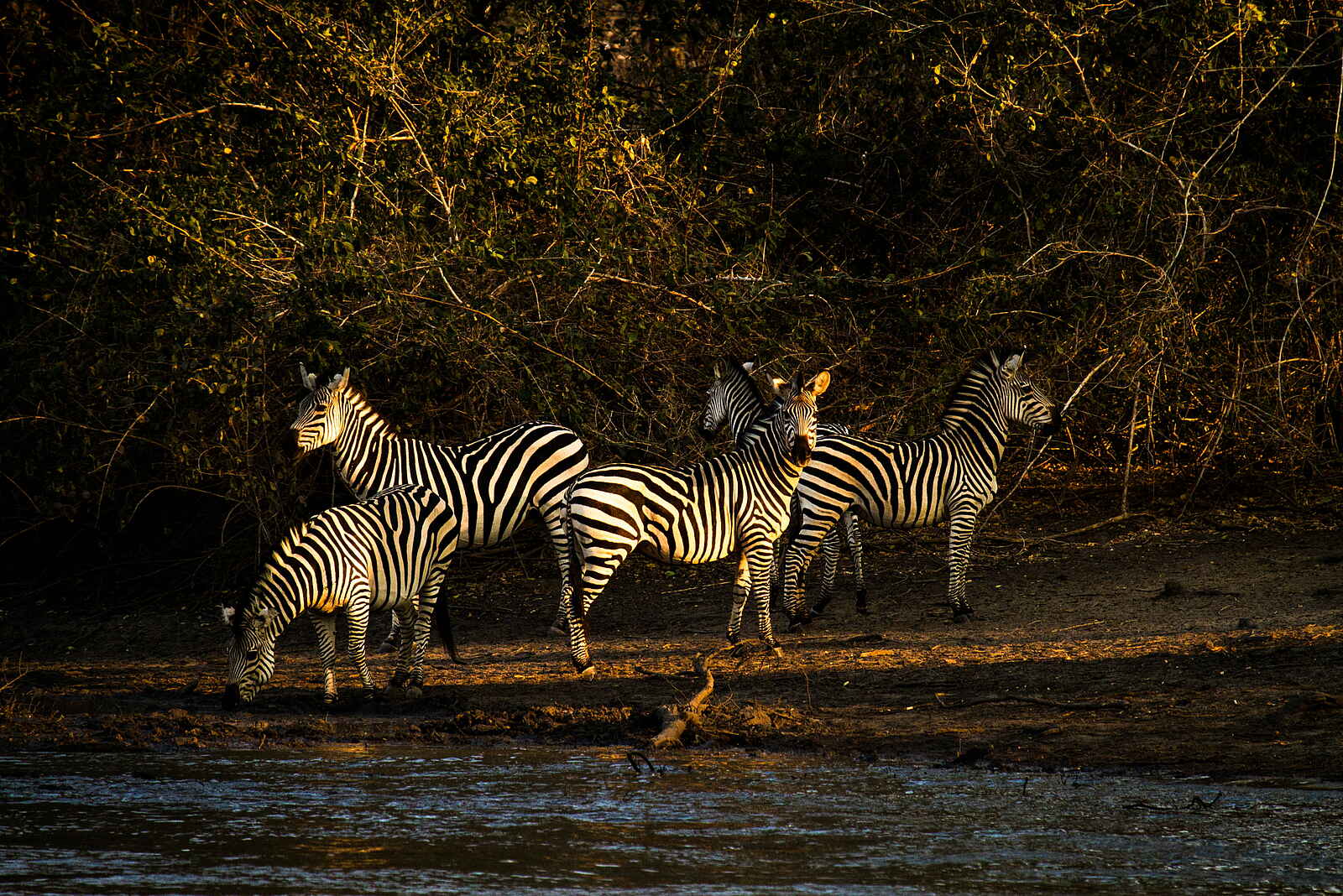 Kanga Expeditions: Zebra Kanga Expeditions: Zebra