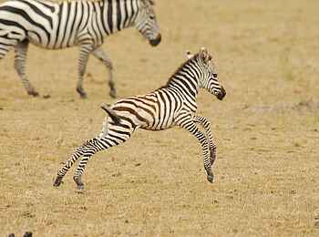 Legendary Mila Tented Camp: Zebrafohlen