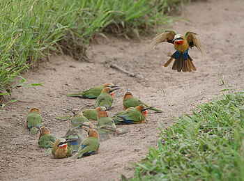 Londolozi Private Granite Suites: Farbenfrohe Bienenfresser