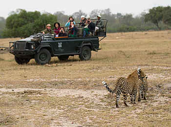Londolozi Varty Camp: Zwei Leoparden