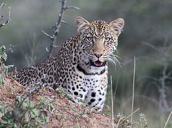 Mihingo Lodge: Leopard Mihingo Lodge: Leopard