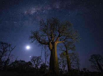 Namoroka Tsingy Camp: Baobab bei Nacht