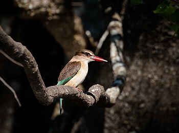 Ntemwa Busanga Bushcamp: Brown Hooded Kingfisher