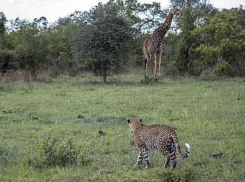 Sabi Sabi Selati Camp: Wird das klappen? Sabi Sabi Selati Camp: Wird das klappen?