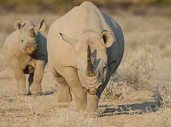 Safarihoek Lodge: Spitzmaulnashorn mit Baby Safarihoek Lodge: Spitzmaulnashorn mit Baby