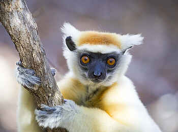 Time + Tide Miavana: Kronenmaki Nahaufnahme