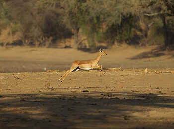 Tusk and Mane Safaris: Springendes Impala Tusk and Mane Safaris: Springendes Impala