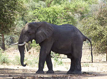 Anabezi Luxury Tented Camp: Elefantendame