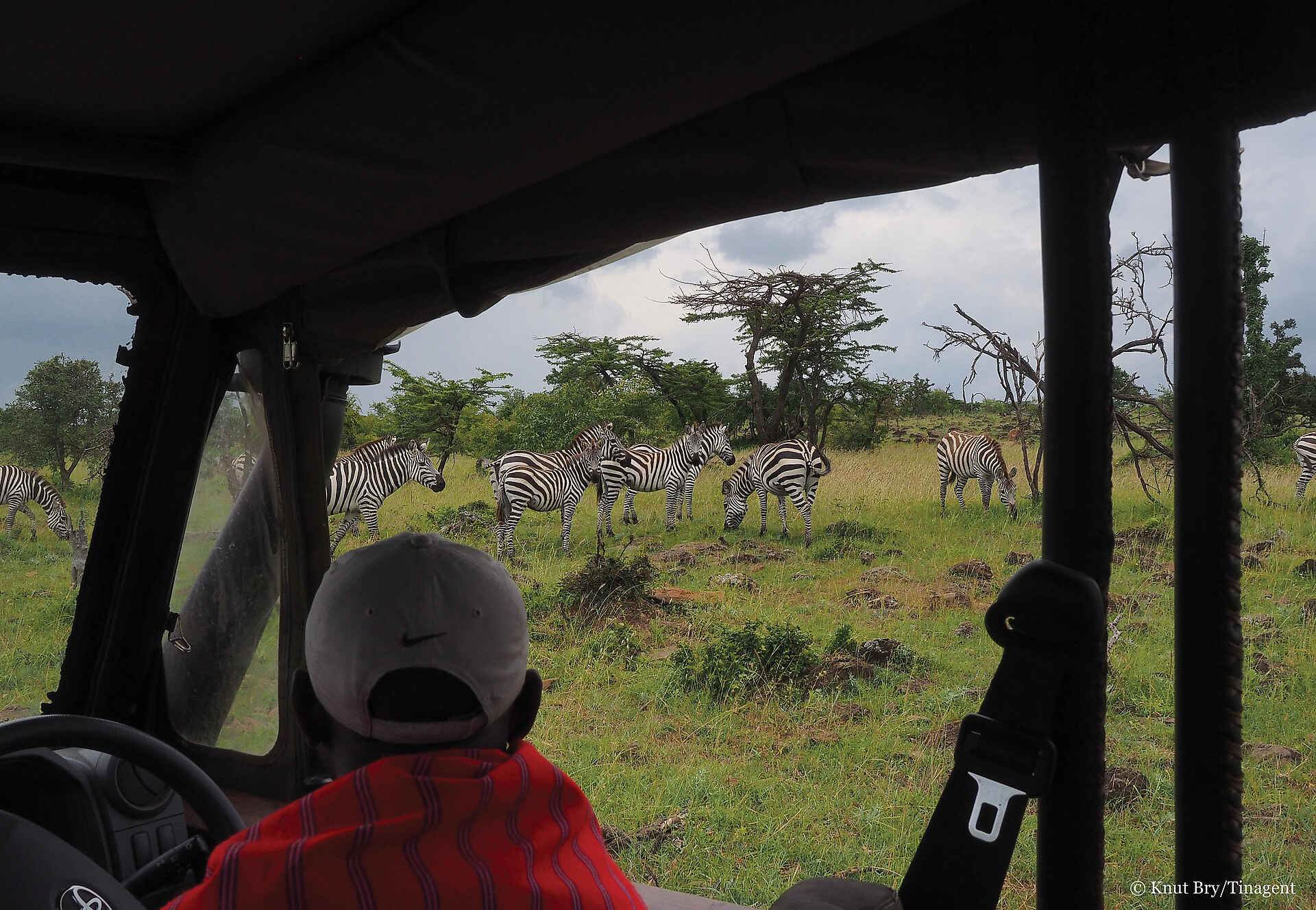 Basecamp Wilderness: Zebras