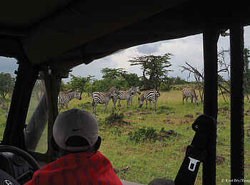 Basecamp Wilderness: Zebras Basecamp Wilderness: Zebras