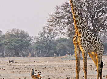 Camelthorn Lodge: Balzende Riesentrappe und Giraffe Camelthorn Lodge: Balzende Riesentrappe und Giraffe