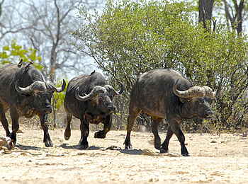 Camelthorn Lodge: Durstige Büffel an der Stoffies Pan Camelthorn Lodge: Durstige Büffel an der Stoffies Pan