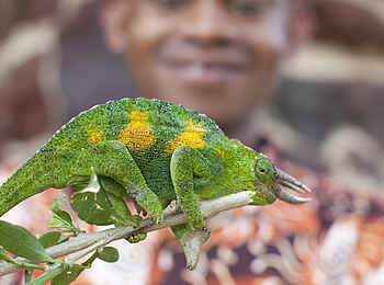 Clouds Mountain Gorilla Lodge: Dreihornchamäleon