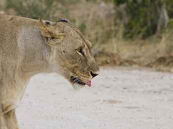 Etosha: Hungrige Löwen