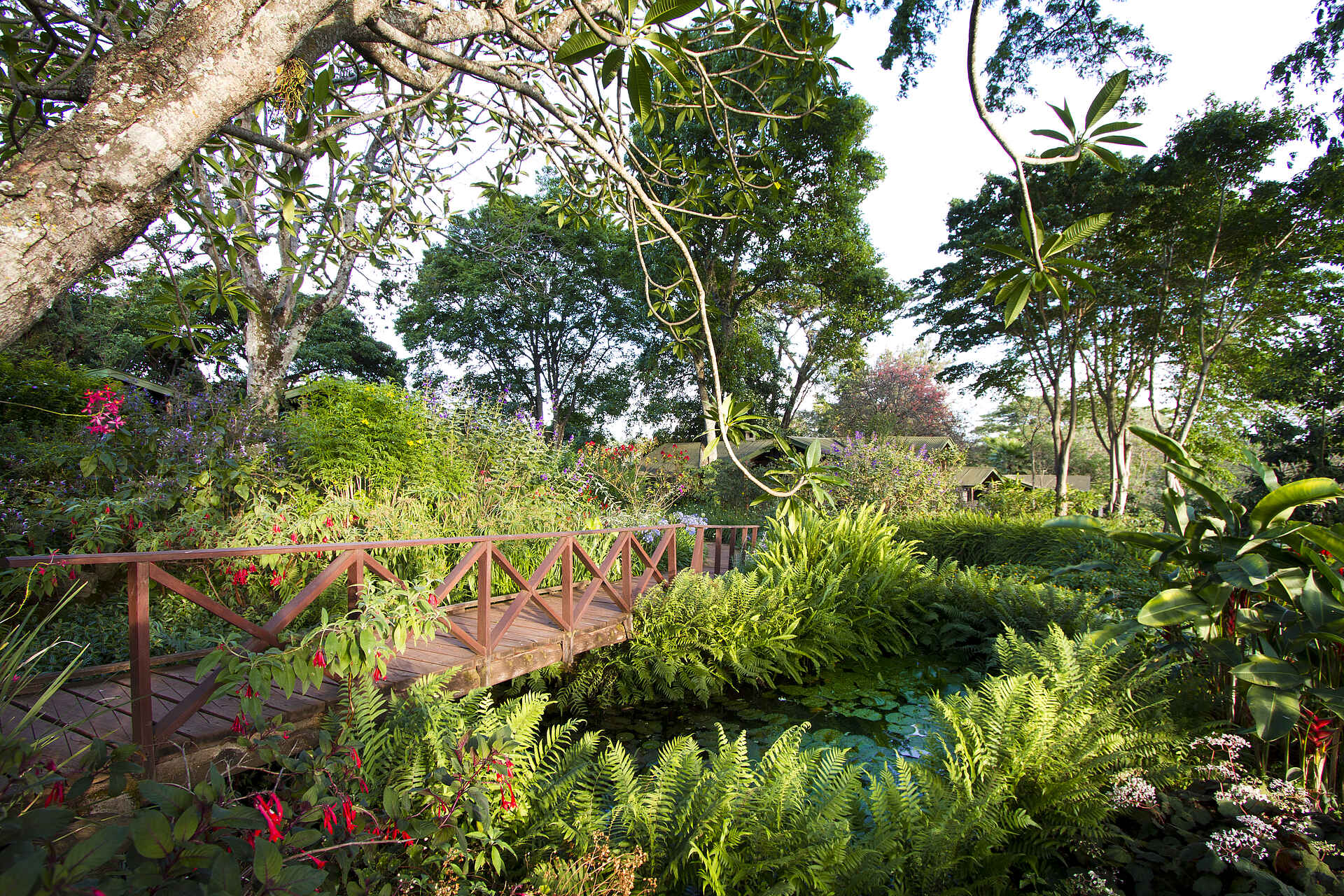 africa, afrika, afrikarma, anbau, ausstellung, auszeichnung, award, bauernhaus, bauernhof, biking, bilder, bildergallerie, bio, biologischer Anbau, birding, buchen, buchung, büffel, buschwanderungen, elefant, fahradtouren, familie, farm, gerd beurich, gibbs farm, gibb's farm, guided walks, heiraten, hochzeit, informieren, inrfamtion, karatu, karatu-region, kinder, kiratu, kunst, künstler, lake manyara, landwirtschaft, manyara, manyara airstrip, manyara national park, manyara-see, massai, nachhaltigkeit, ngongoro crater, ngorongoro, ngorongoro national park, ngorongoro-krater, nordtansania, north tanzania, northern tanzania, ökologische landwirtschaft, privatbesitz, reise, reisen, reiseveranstalter, safari, spa, tansania, tanzania, urlaub, vollpension, www.afrikarma.de, anlage, brücke, central facilities, garten, gartenanlage, gartenteich, idyllisch, landschaft, main area, teich, zentrale einrichtungen