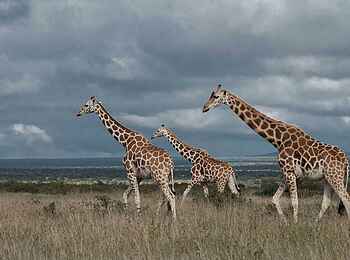 Governors' Mugie: Giraffen Governors' Mugie: Giraffen