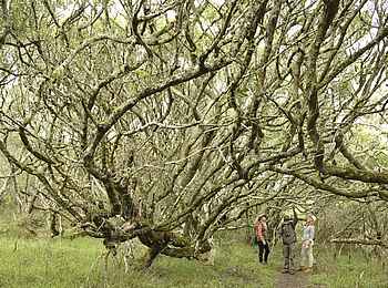 Grootbos Forest Lodge: Walking Safari Grootbos Forest Lodge: Walking Safari