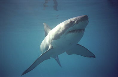 Grootbos Forest Lodge: Weißer Hai