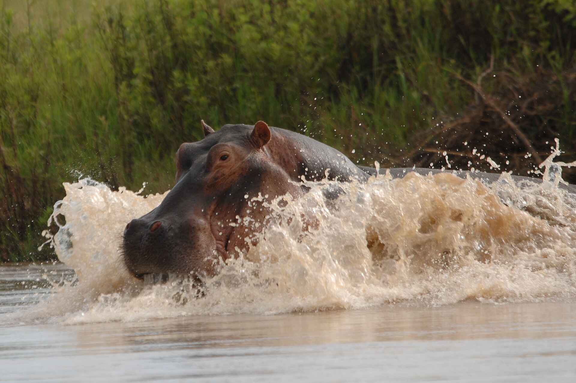 Kafunta, Kafunta River Lodge, Flusspferd, Hippo, Luangwa, Nilpferd, South Luangwa National Park, Ron und Anke Cowan