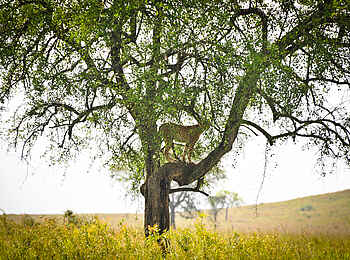Kidepo National Park: Gepard auf einem Baum