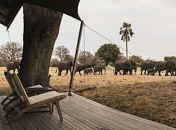 Linkwasha Camp: Elefanten an der Veranda Linkwasha Camp: Elefanten an der Veranda