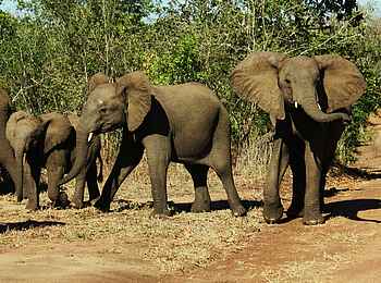 Miyala Camp: Elefantenherde Miyala Camp: Elefantenherde