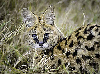 Mombo Camp: Serval