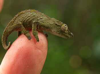 Mt Gorongosa Community Camp: Ein Zwerg Chamäleon Mt Gorongosa Community Camp: Ein Zwerg Chamäleon