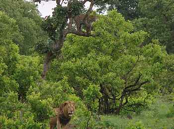 Mukambi Fig Tree Bush Camp: Ein Leopard und ein Löwe während der grünen Jahreszeit