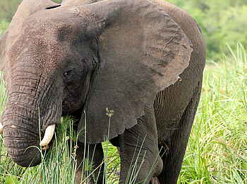 Murchison Falls National Park: Elefant im Schilf Murchison Falls National Park: Elefant im Schilf