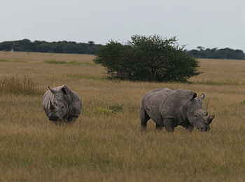 Nxai Pan Camp: Breitmaulnashörner