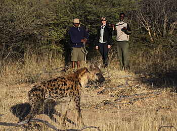 Okonjima Plains Camp: Tüpfelhyäne Okonjima Plains Camp: Tüpfelhyäne