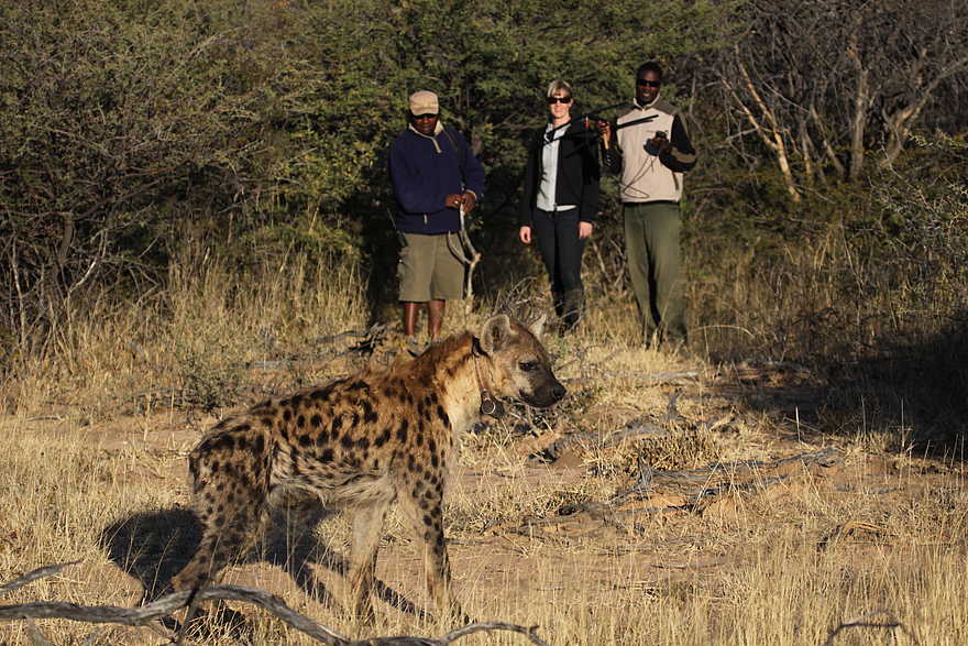 Okonjima Plains Camp: Tüpfelhyäne Okonjima Plains Camp: Tüpfelhyäne