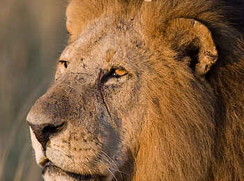 Ol Pejeta Bush Camp: Löwe Ol Pejeta Bush Camp: Löwe