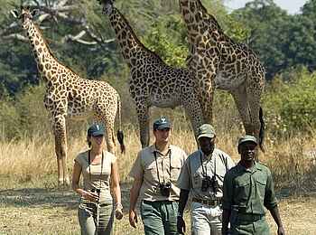 Robin Pope Safaris: Giraffen