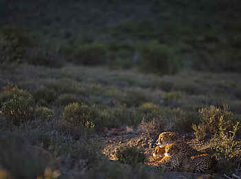 Samara Karoo Lodge: Gepardenfamilie