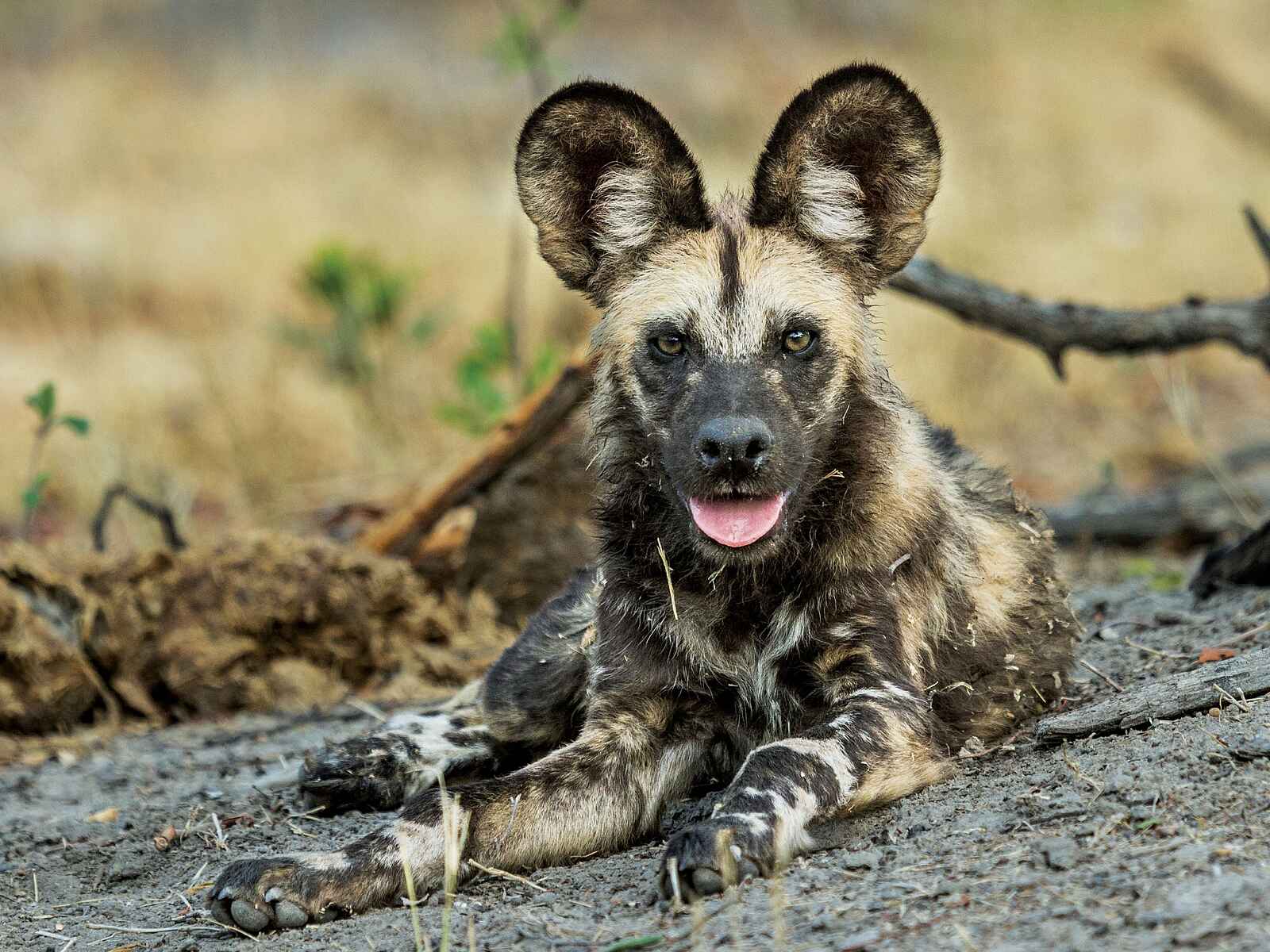 Savute Safari Lodge: Wildhund Savute Safari Lodge: Wildhund